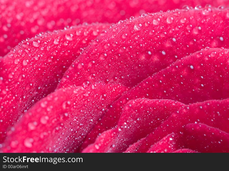 Closeup of pink rose petails covered dew