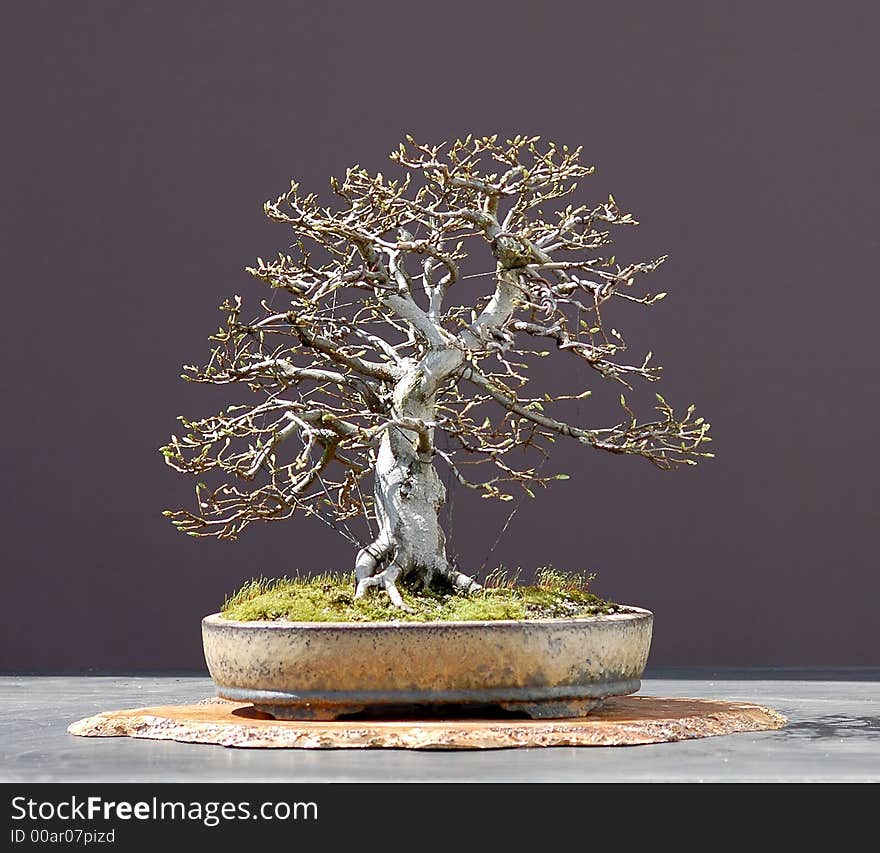 European hornbeam, Carpinus betulus, 40 cm hihg, around 40 years old, collected in Germany, styled by Walter pall, Pot by Josef Mairhofer. European hornbeam, Carpinus betulus, 40 cm hihg, around 40 years old, collected in Germany, styled by Walter pall, Pot by Josef Mairhofer