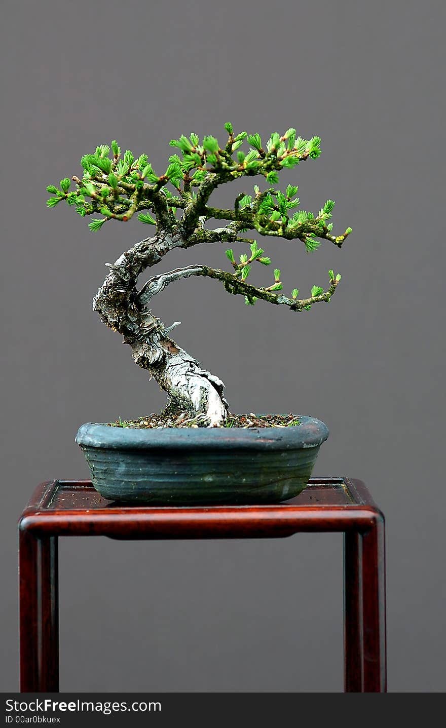 Small larch bonsai in spring