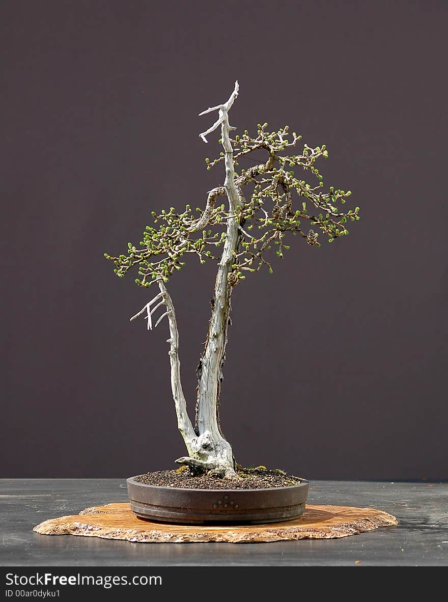 Larch bonsai in spring