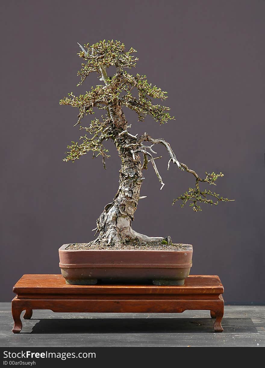 Larch Bonsai In Spring