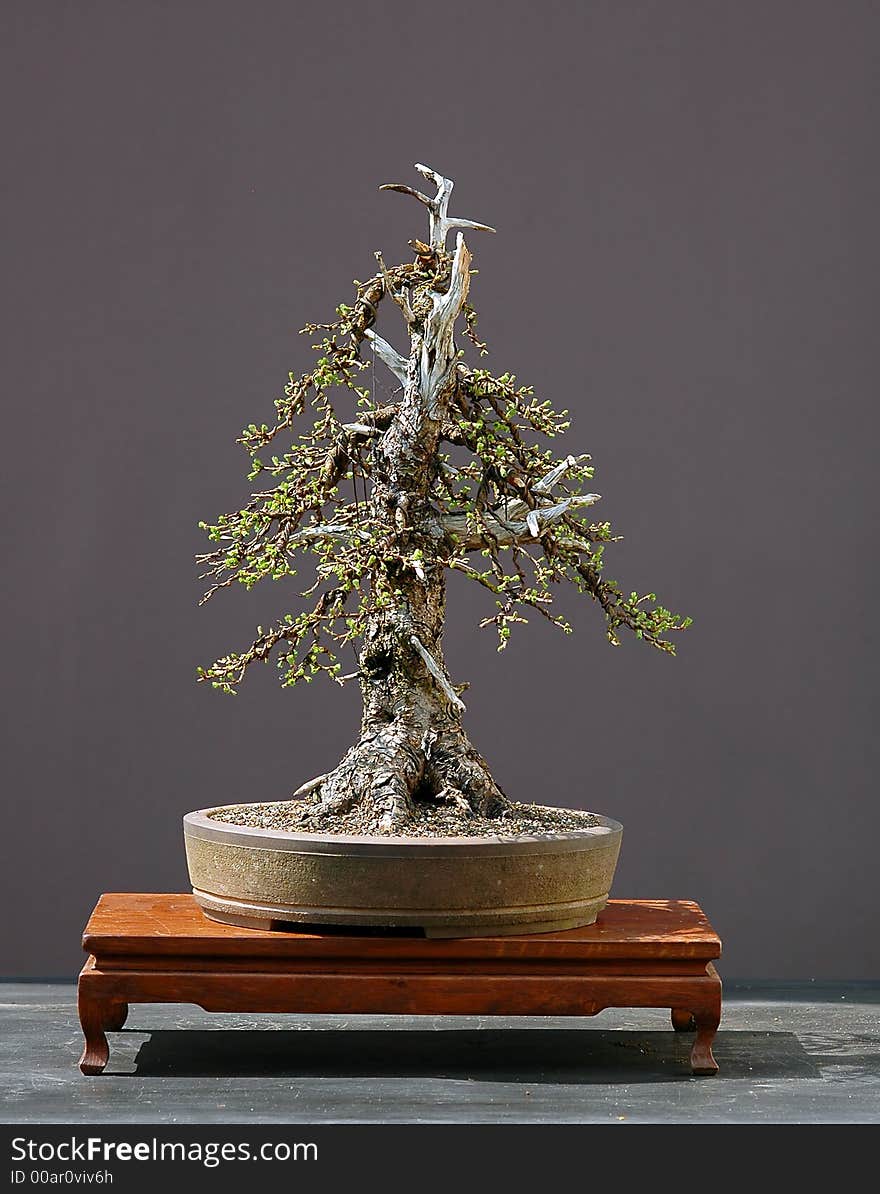 Larch bonsai in spring