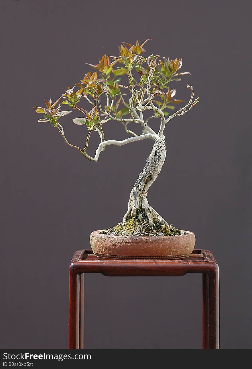 Small Lilac Bonsai In Spring