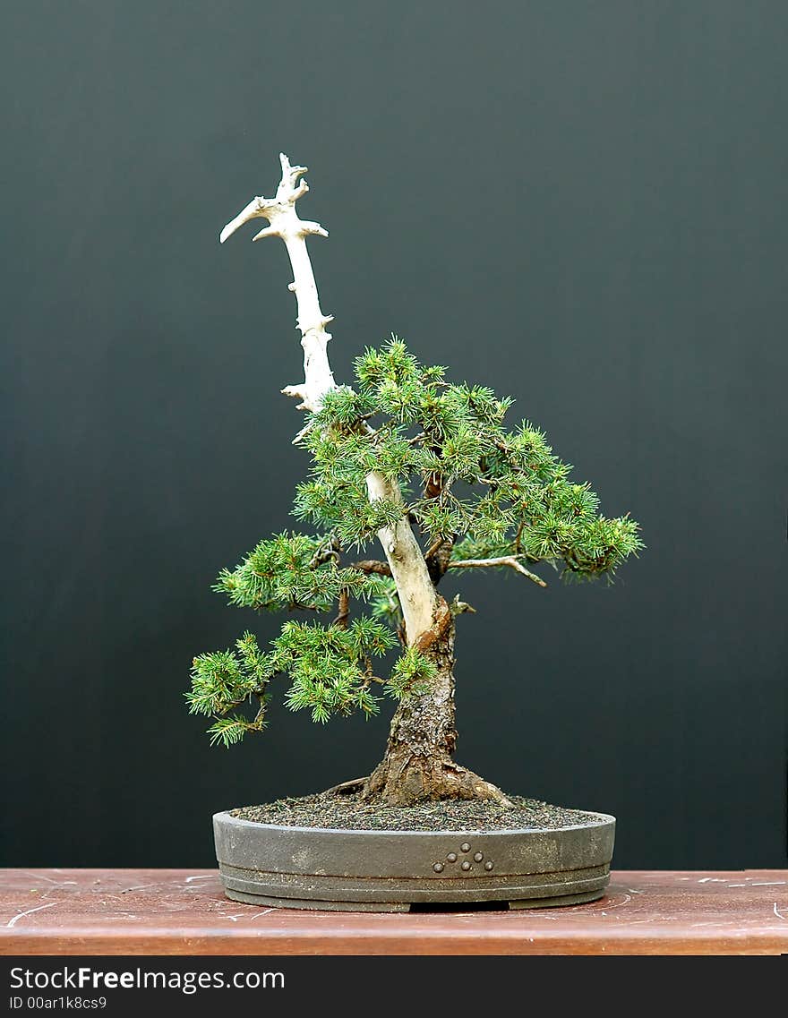 European spruce (Norway spruce), Picea abies, 40 cm high, around 80 years old, collected in Asutria, styled by Walter Pall. European spruce (Norway spruce), Picea abies, 40 cm high, around 80 years old, collected in Asutria, styled by Walter Pall