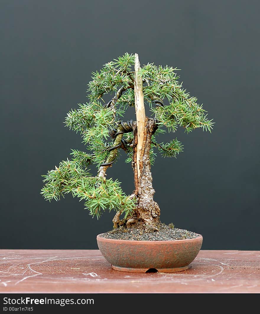 Spruce bonsai