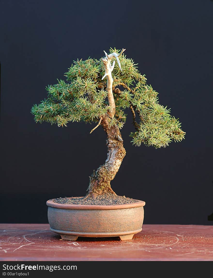 Spruce bonsai, small