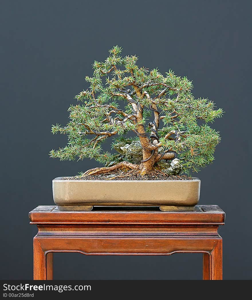 Spruce Bonsai With Stone