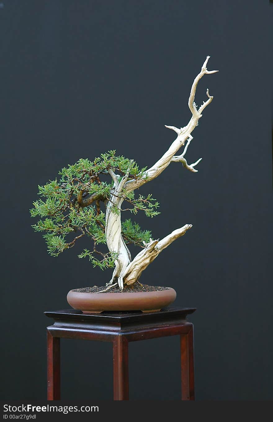 Rocky Mountain Juniper bonsai