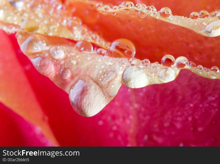 Closeup of pink rose petails covered dew