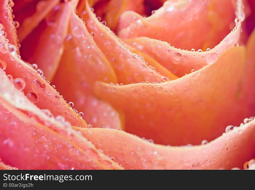 Closeup of pink rose petails covered dew