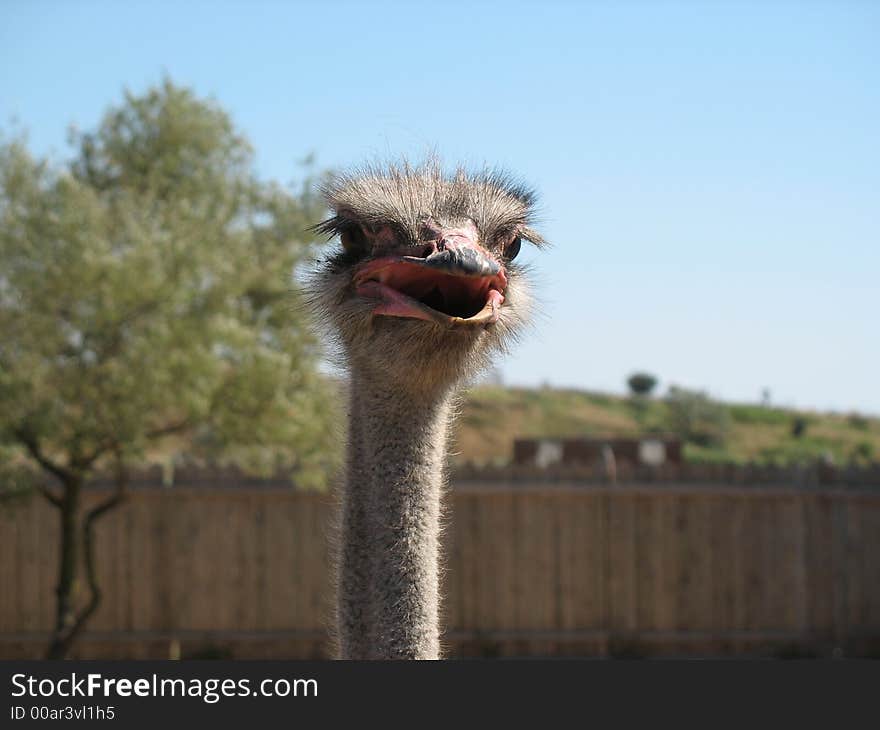 Ostrich