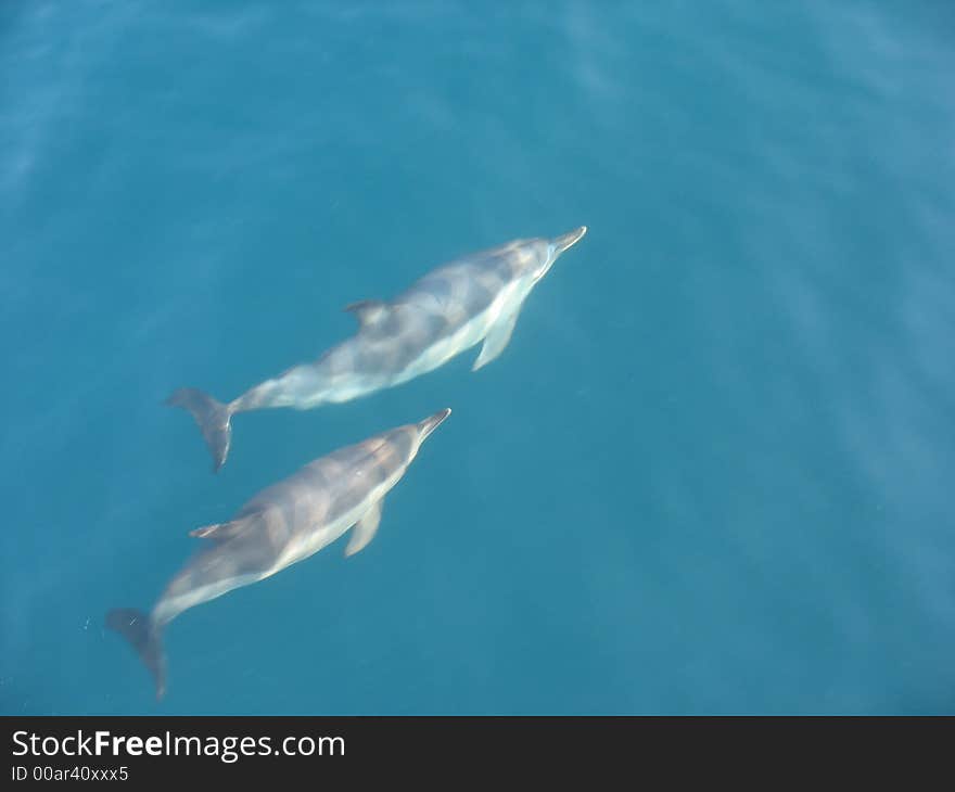 Pair of dolphins in clean water black sea