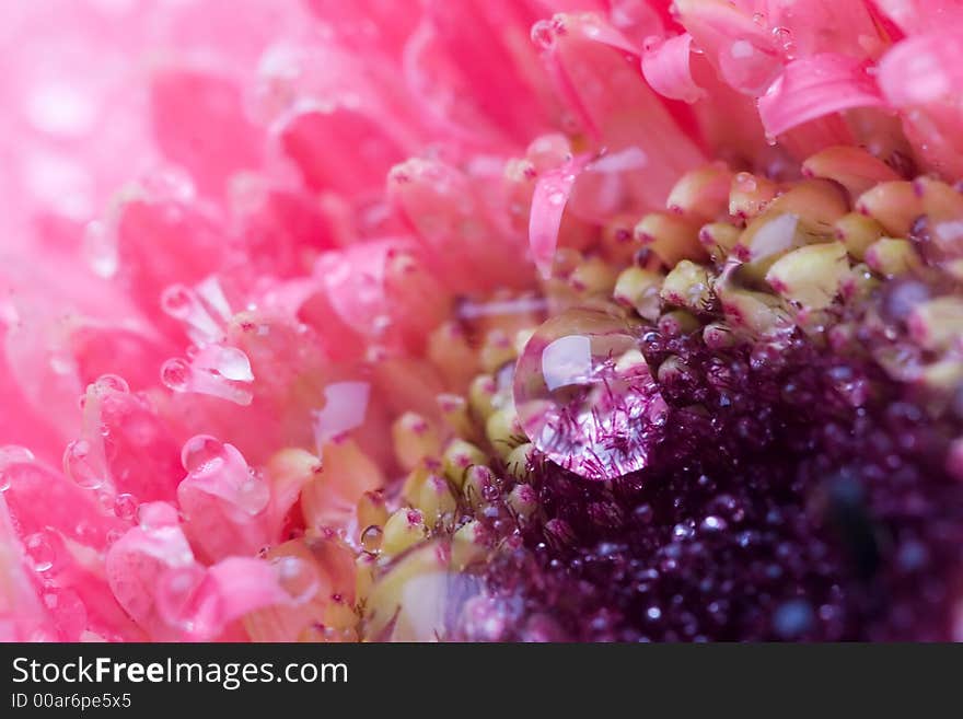 Closeup of pink daisy with water droplets. Closeup of pink daisy with water droplets