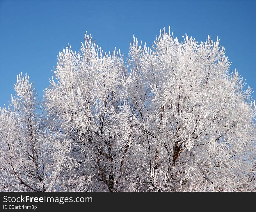 Pict 5460 Trees Covered In Hoary Frost