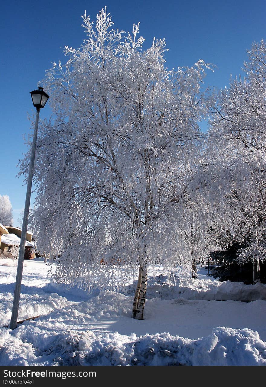 Pict 5464 Birch tree and lamp post on snow covered street