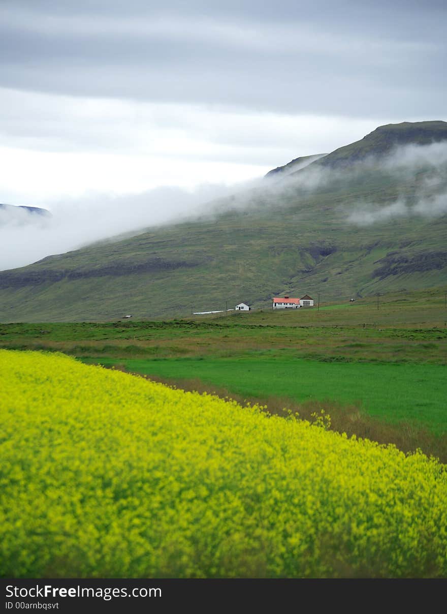 Yellow field