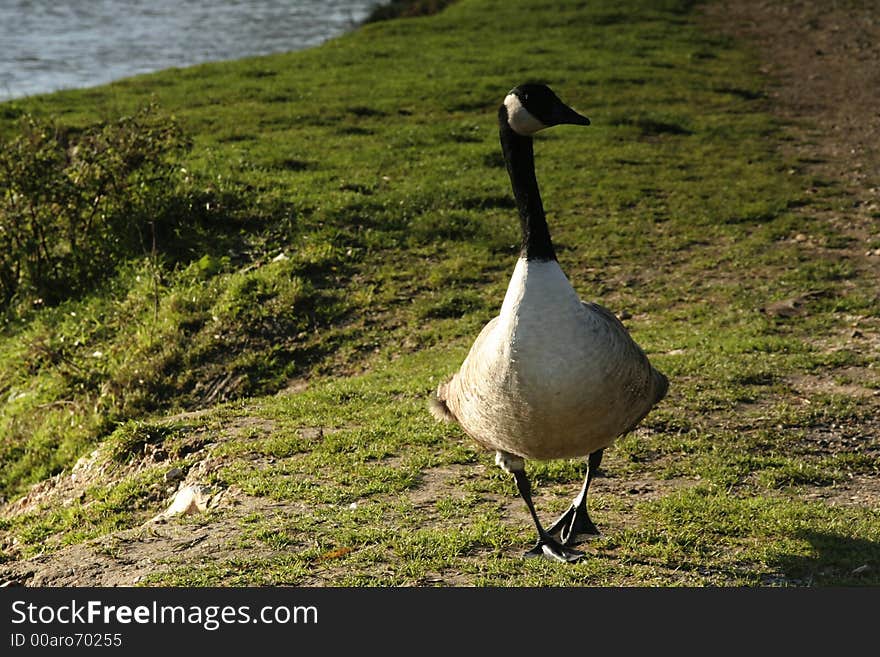 Canada goose walking along a path