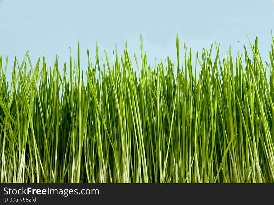 Herb green, conservation, grass ackgrounds