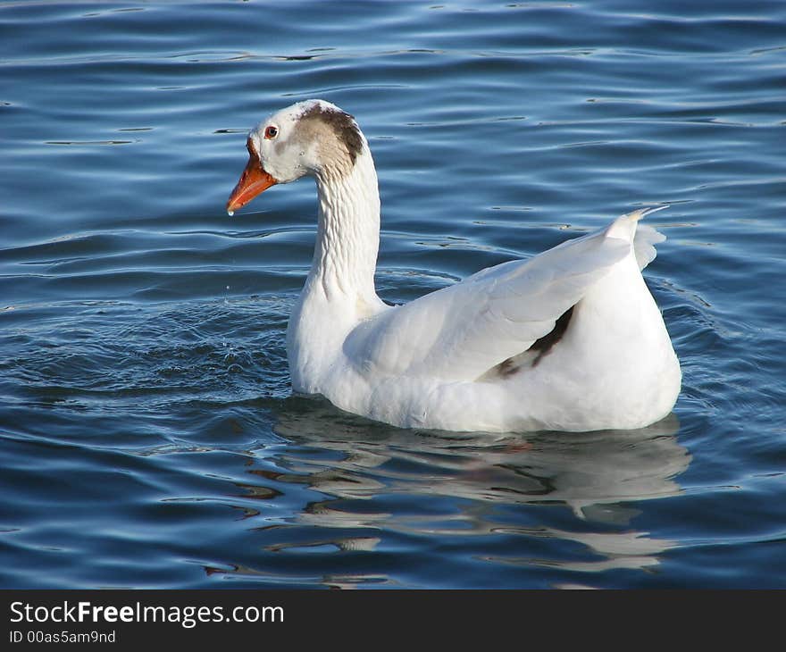 Goose captured at Virginia Lake, Reno, NV just after a dip in the water. Goose captured at Virginia Lake, Reno, NV just after a dip in the water.