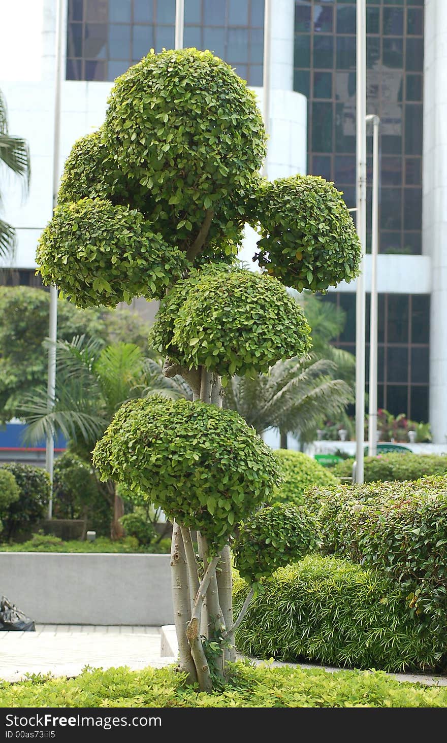 Bonsai tree2