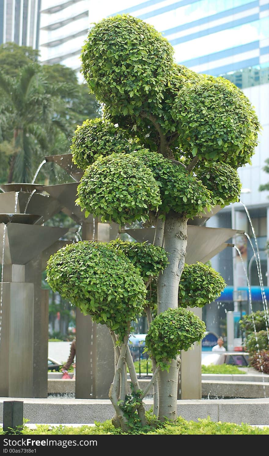 Bonsai Tree