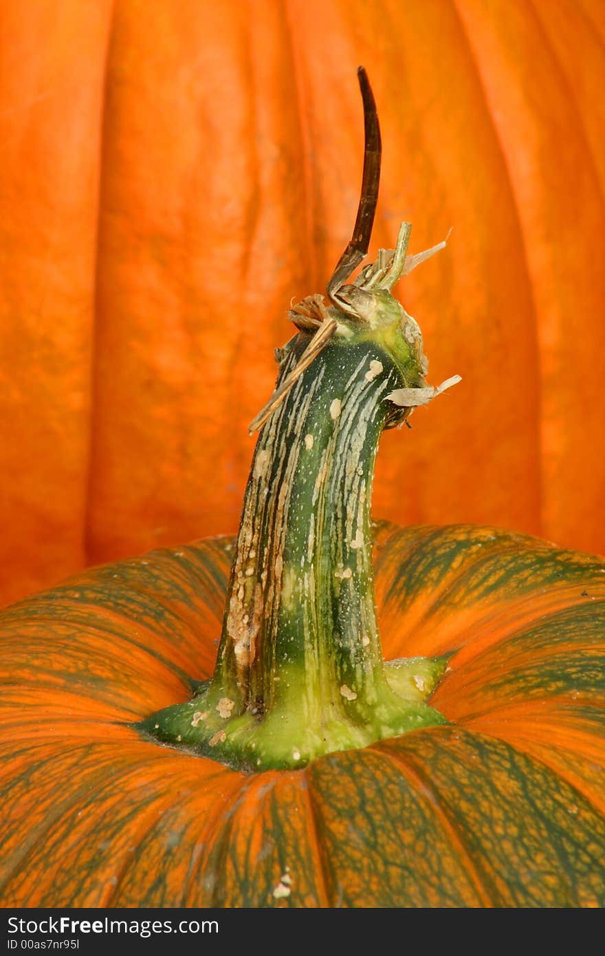 Close Up of Colorful Pumpkins