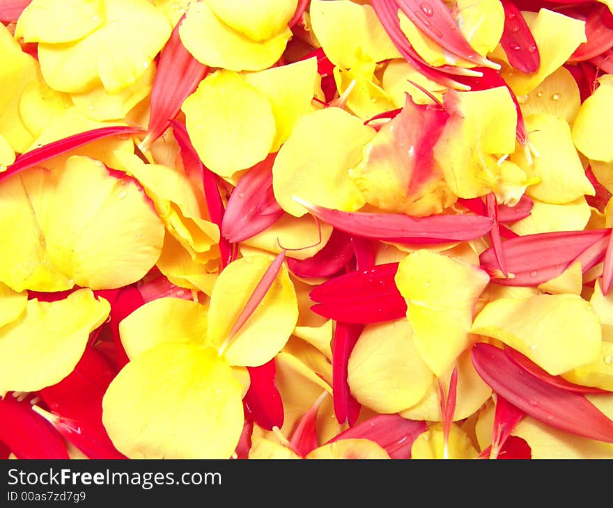 Flower Petals Background