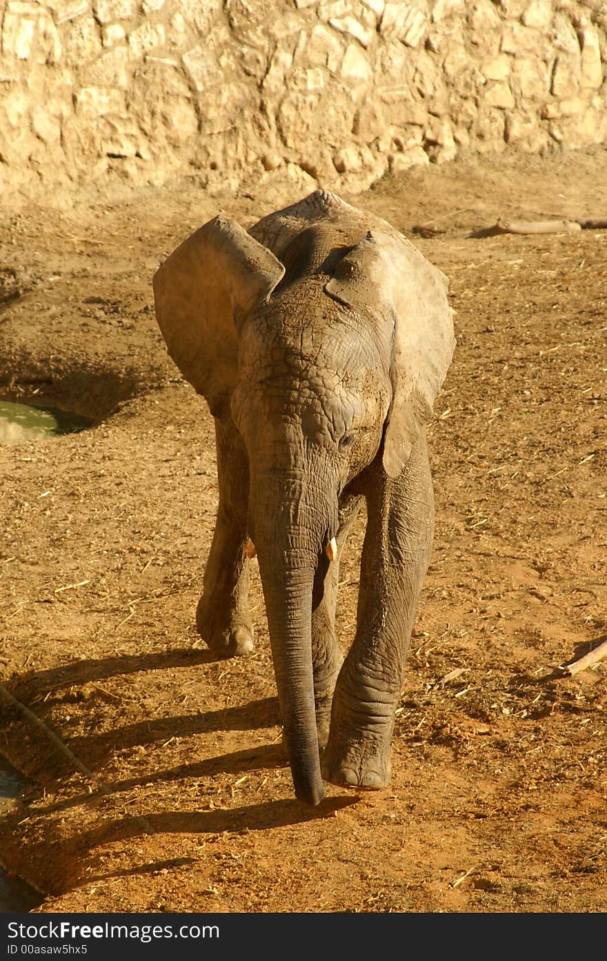 Elephant baby in Ramat Gan zoo, Israel