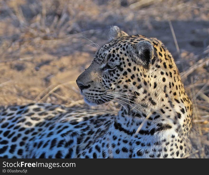 Leopard looking left