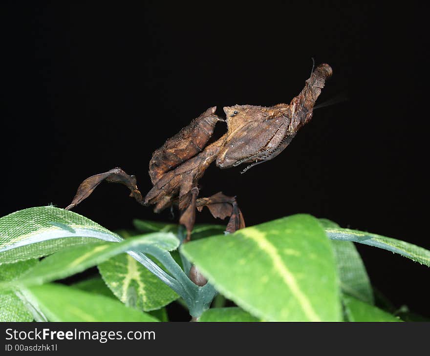 Praying mantis, phyllocrania paradoxa, also known as ghost mantis