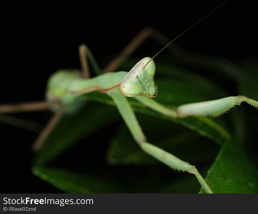 Praying mantis, hierodula membranacea waiting for food