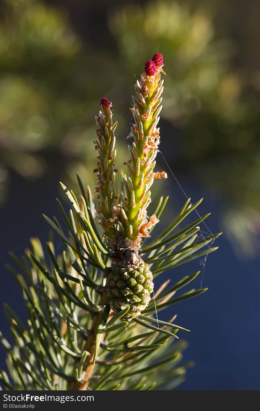 Young cones