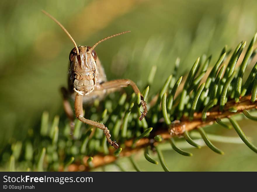 This is a grasshopper or some call locust on a pine tree saying hello. This is a grasshopper or some call locust on a pine tree saying hello.