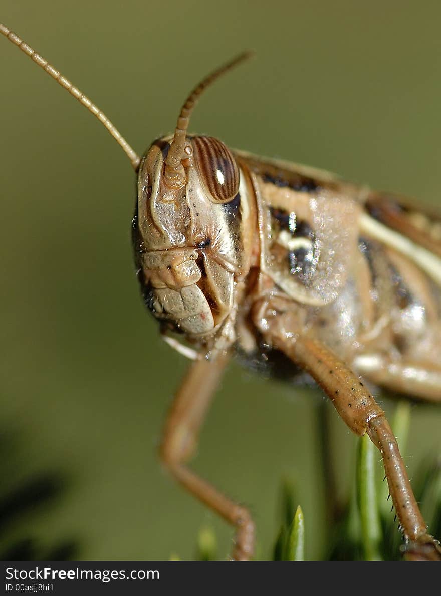 This is a grasshopper or some call locust on a pine tree saying hello. This is a grasshopper or some call locust on a pine tree saying hello.