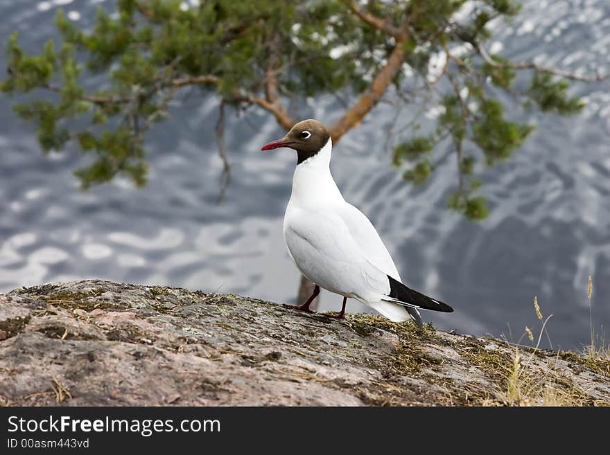 The seagull on a rock on a background of lake