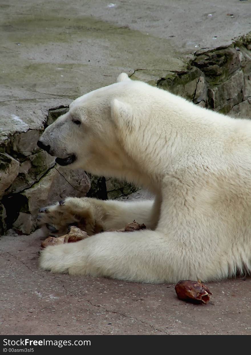 White bear eating (Riga zoo)