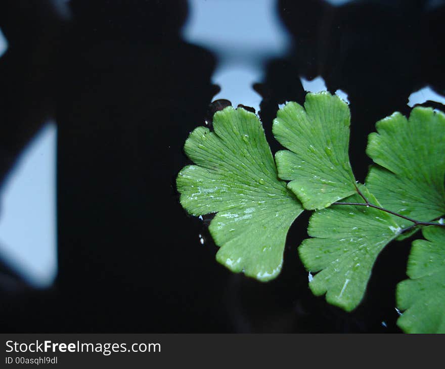 Leaves floating on water in a drum. Leaves floating on water in a drum.