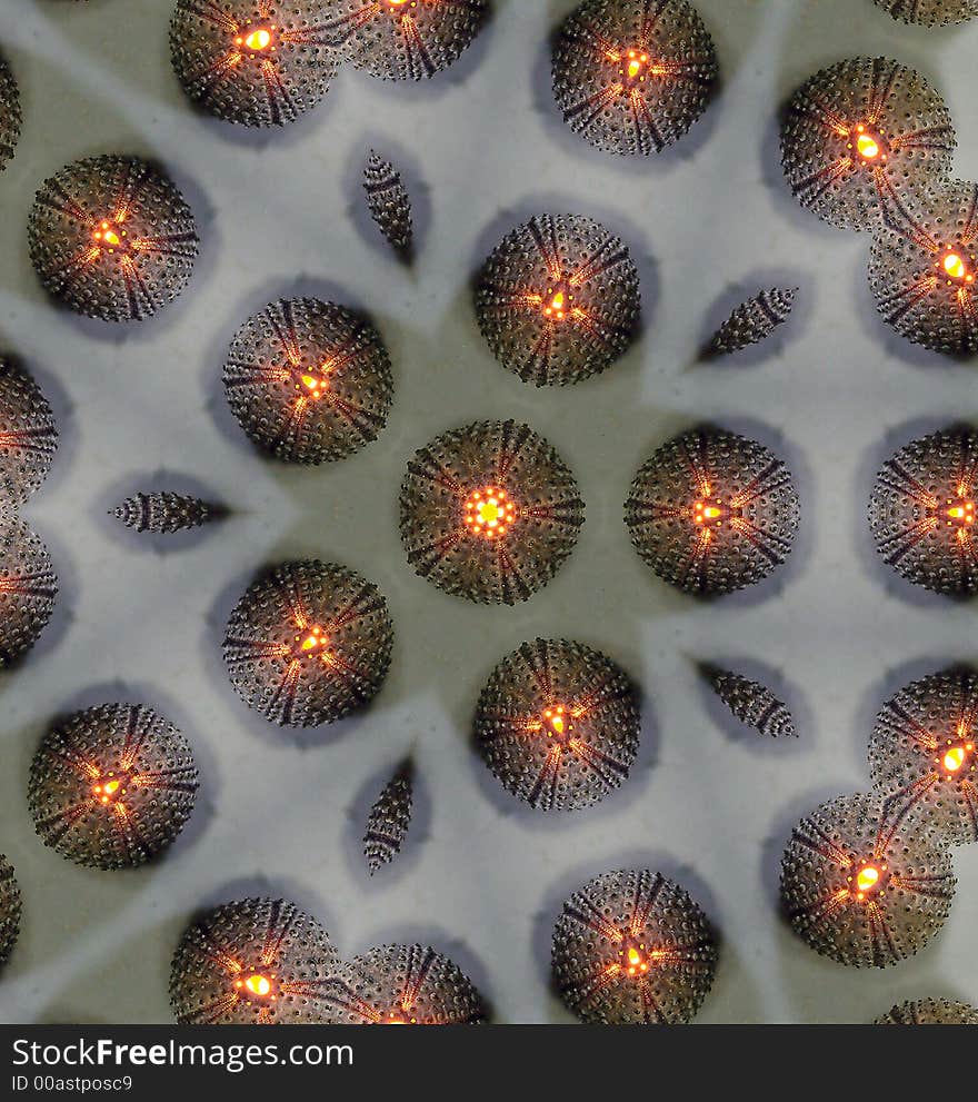 Sea Urchin Kaleidoscope