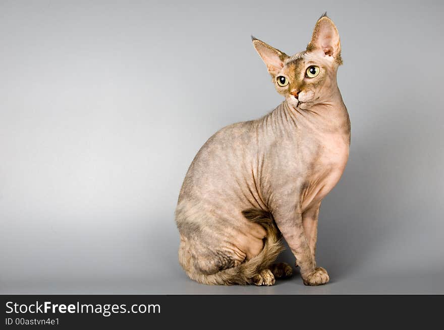 Cat of breed the Canadian sphynx