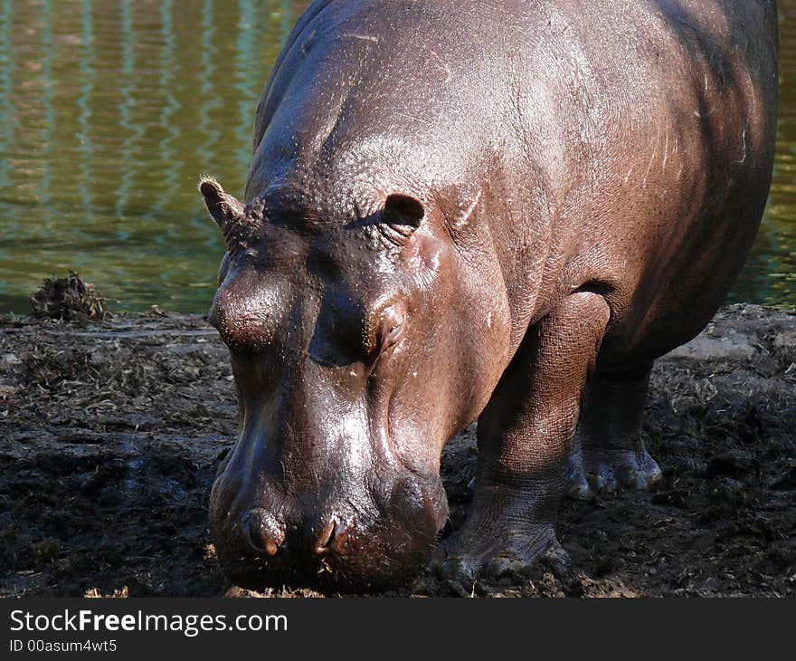 Hippopotamus