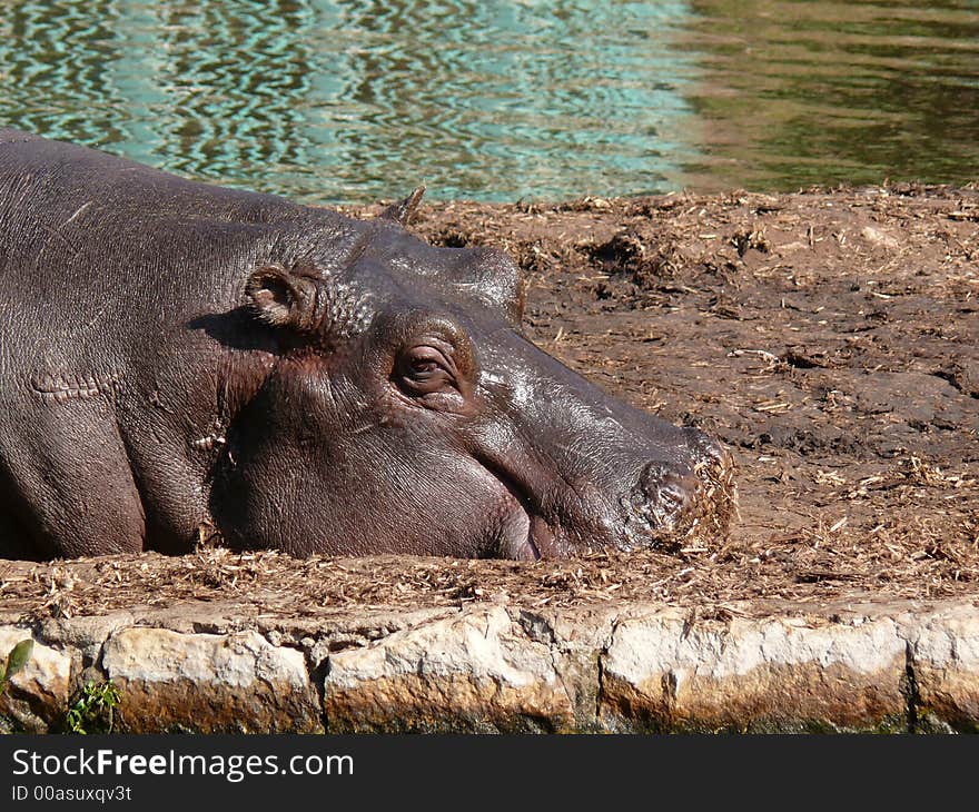 Relaxing hippopotamus