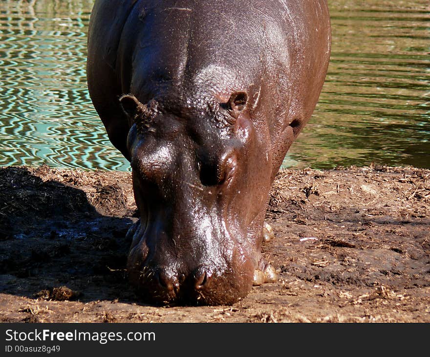 Hippopotamus