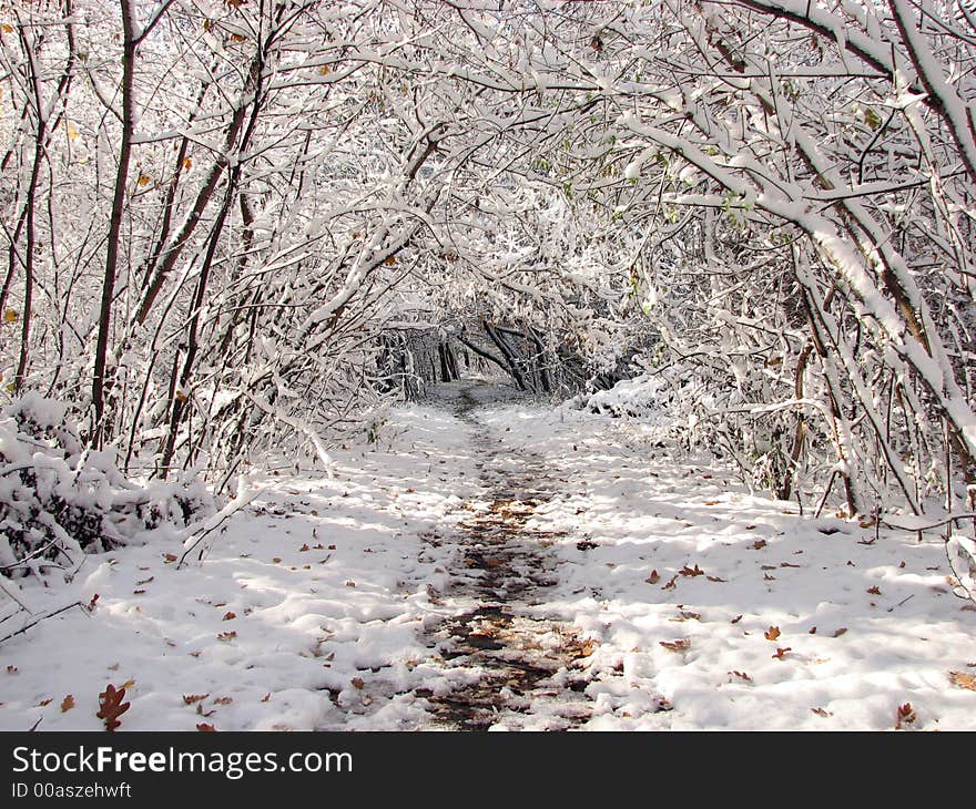 Forest road in winter