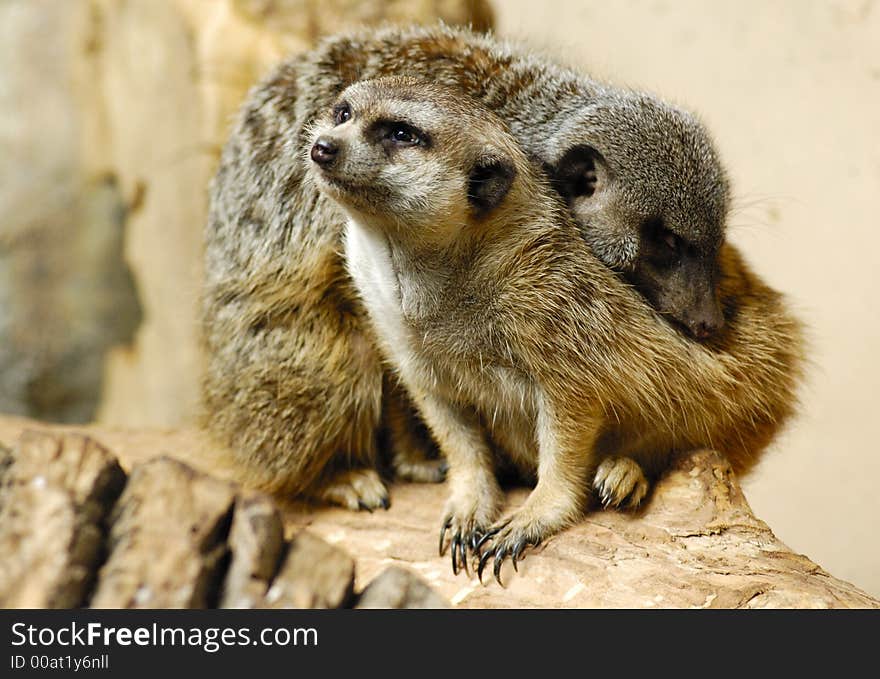 Couple of meerkat (Suricata suricatta) on the trunk with sand background. Couple of meerkat (Suricata suricatta) on the trunk with sand background