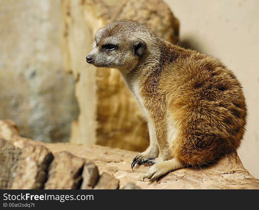 Meerkat (Suricata suricatta) on the trunk with sand background. Meerkat (Suricata suricatta) on the trunk with sand background