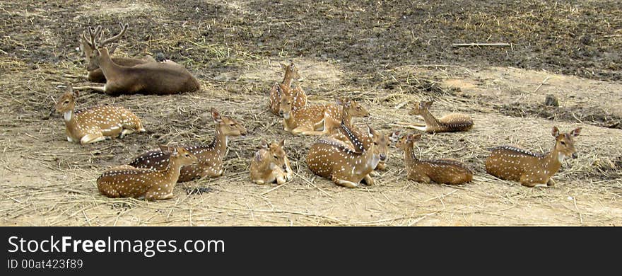 Deers sit on a desert.