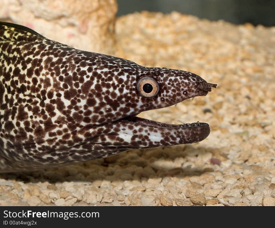 Spotted Moray Eel- Side View