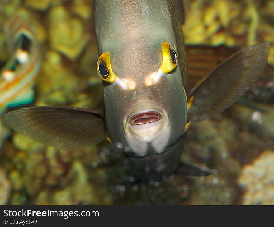 French Angelfish