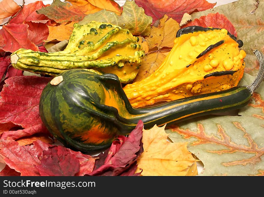 Pumpkins of coulored autumn leaf