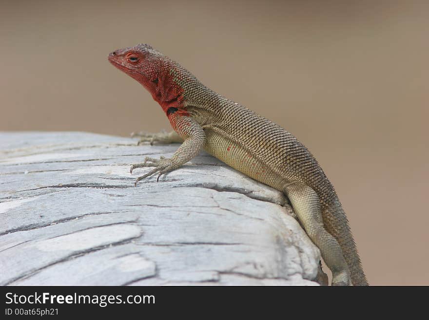 Endemic species of Lava Lizard in the Galapagos Islands.